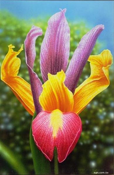 花蕊系列