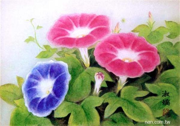 牽牛花