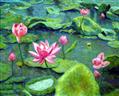 蓮池